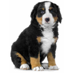 Caring for Dogs with Hypoallergenic Conditions